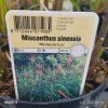 MISCANTHUS SINENSIS 'MALEPARTUS' kak