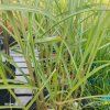 MISCANTHUS SINENSIS 'FERNER OSTEN' kak1
