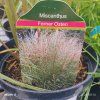 MISCANTHUS SINENSIS 'FERNER OSTEN' kak