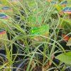 MISCANTHUS SINENSIS 'ADAGIO' kak2