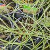 MISCANTHUS SINENSIS 'ADAGIO' kak1