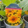 RUDBECKIA HIRTA 'SMILEYZ® BIG JOY' kak