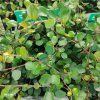 MUEHLENBECKIA COMPLEXA 'MINERO' kak1