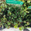 MUEHLENBECKIA COMPLEXA 'MINERO' kak2