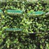 MUEHLENBECKIA COMPLEXA 'MINERO' kak