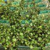 MUEHLENBECKIA COMPLEXA 'MINERO kak