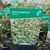 MUEHLENBECKIA COMPLEXA 'MINERO kak