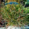 ARMERIA MARITIMA 'RUBRIFOLIA' kak1