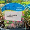 ARMERIA MARITIMA 'RUBRIFOLIA' kak