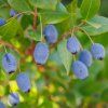 LONICERA KAMTSCHATICA 'STRAWBERRY SENSATION' shutt