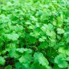 CORIANDRUM SATIVUM ist