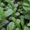 MENTHA × PIPERITA 'PEPPERMINT ist2