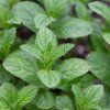 MENTHA × PIPERITA 'PEPPERMINT ist