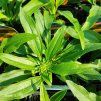 ECHINACEA 'KISMET YELLOW' kak1