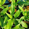 ECHINACEA 'KISMET YELLOW' kak2