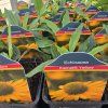 ECHINACEA 'KISMET YELLOW' kak3