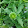 ECHINACEA 'KISMET YELLOW' kak4