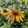 ECHINACEA 'KISMET YELLOW' kak5