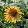 ECHINACEA 'KISMET YELLOW' kak6