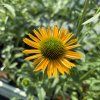 ECHINACEA 'KISMET YELLOW' kak7