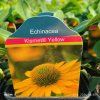 ECHINACEA 'KISMET YELLOW' kak