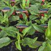 ECHINACEA 'SUNMAGIC VINTAGE RUBY' kak