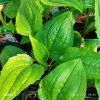 ECHINACEA PURPUREA 'FEELING PINK' kak1