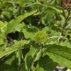 ECHINACEA PURPUREA 'FEELING PINK' kak