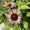 ECHINACEA PURPUREA 'FEELING PINK' kak2