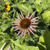 ECHINACEA PURPUREA 'FEELING PINK' kak4