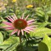 ECHINACEA PURPUREA 'FEELING PINK kak3
