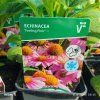ECHINACEA PURPUREA 'FEELING PINK' kak