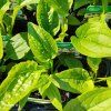 ECHINACEA PURPUREA 'FEELING WHITE' kak2