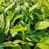 ECHINACEA PURPUREA 'FEELING WHITE' kak3