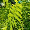 THELYPTERIS PALUSTRIS kak2