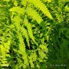 THELYPTERIS PALUSTRIS kak3