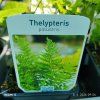 THELYPTERIS PALUSTRIS kak