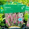 VERONICA SPICATA 'CANDLES BUBBLEGUM' kak