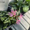 LYCHNIS FLOS CUCULI 'NANA' kak1