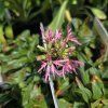 LYCHNIS FLOS CUCULI 'NANA' kak1