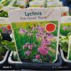 LYCHNIS FLOS CUCULI 'NANA' kak