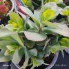 SEDUM TELEPHIUM 'THUNDERHEAD' kak1