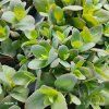 SEDUM TELEPHIUM 'THUNDERHEAD' kak2