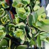 SEDUM TELEPHIUM 'THUNDERHEAD' kak3