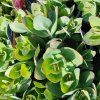 SEDUM TELEPHIUM 'THUNDERHEAD' kak4