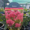 SEDUM TELEPHIUM 'THUNDERHEAD' kak
