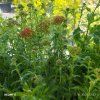 ACHILLEA MILLEFOLIUM 'SUMMERWINE' kak2