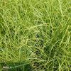 CAREX COMANS 'MINT CURLS' kak1