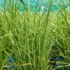 CAREX COMANS 'MINT CURLS' kak2