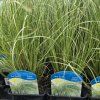 CAREX COMANS 'MINT CURLS' kak4